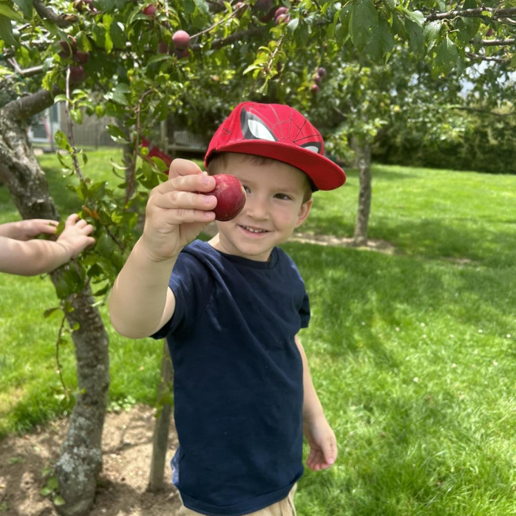 Orchard - Busy Bees Cambridge childcare centre plum tree in backyard