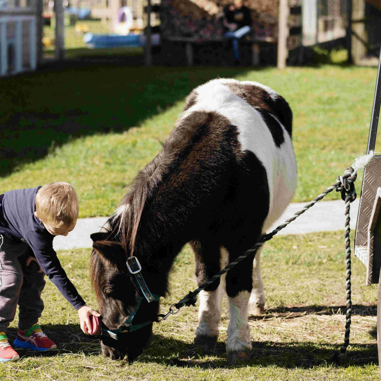 Pony Rides - Busy Bees Cambridge 