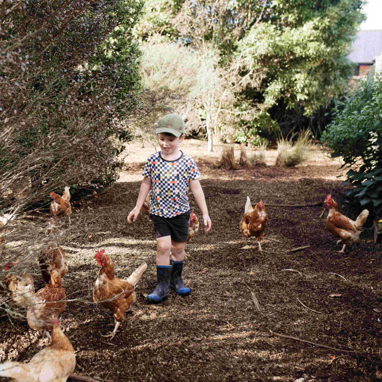 Centre Chickens - Busy Bees Cambridge 