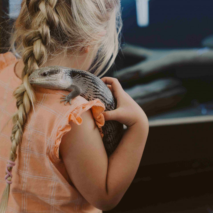 Sly - Blue Tongue Lizard - animal interaction at Busy Bees Cambridge 