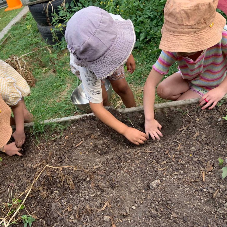 Busy Bees Morrinsville childcare Centre garden potato digging growing fresh garden vegetables