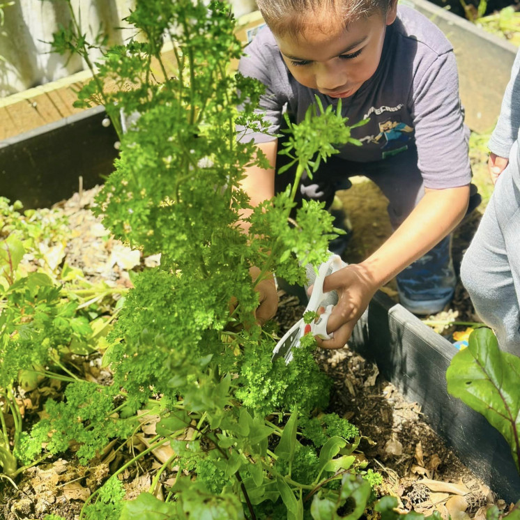 Tamariki love harvesting directly from our centre garden at Busy Bees Ōtāhuhu